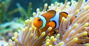 4 animais marinhos que são péssimos nadadores, alguns nem sequer sabem nadar