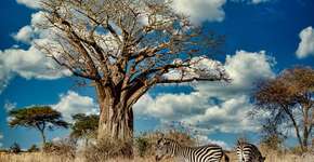 Foto: (wirestoc/Freepik)