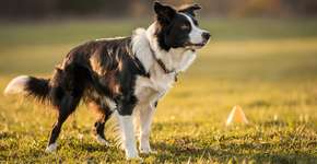 Foto: (Imagem sem texto alternativo disponivel ID [2689946])