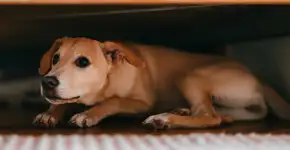 Estes sinais de alerta indicam que seu cachorro sofre de ansiedade