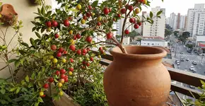 Foto: (Imagem sem texto alternativo disponivel ID [2762292])