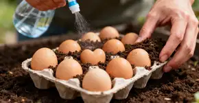 Se você tem cartela de ovos, não as jogue fora! Você tem um tesouro em casa: Duas maneiras de reutilizá-las