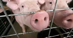 Foto: (Imagem sem texto alternativo disponivel ID [1868903])