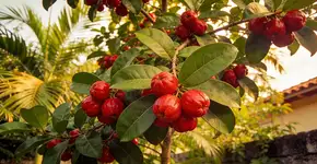 Foto: (Imagem sem texto alternativo disponivel ID [2702457])