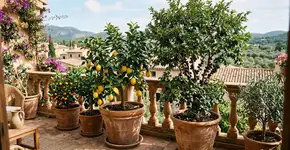 Foto: (Imagem sem texto alternativo disponivel ID [2789077])