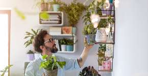 7 plantas ideais para decorar a casa e atrair boas energias