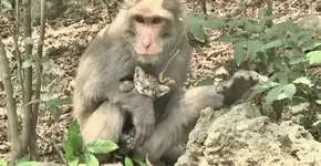 Vídeo mostra macaca cuidando de filhote de gato
