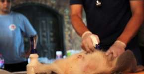 Foto: (Imagem sem texto alternativo disponivel ID [1127657])