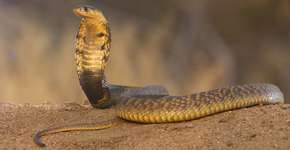 Mulher morre por picada de cobra, mas o assassino é seu marido