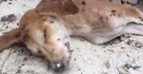Cachorro é abandonado e até as moscas acharam que estava morto