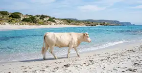 A praia dos sonhos, onde nadamos ao lado de vacas