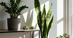 Foto: (Imagem sem texto alternativo disponivel ID [2671042])