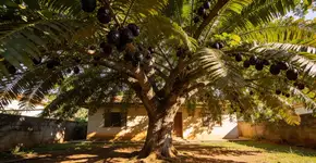 Foto: (Imagem sem texto alternativo disponivel ID [2701202])