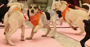 Pet Yoga by PremieRpet: evento que incentiva a prática de atividade física e adoção responsável de filhotes acontece no Mooca Plaza Shopping