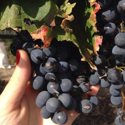 A diferença entre os vinhos premium e os mais populares começa já na plantação das uvas. 