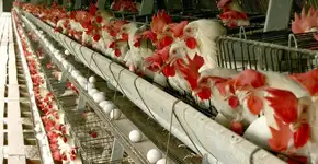 Conheça o ônibus no Brasil que é movido a titica de galinha