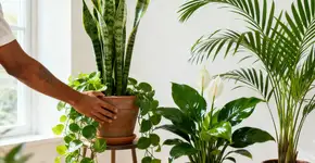 Foto: (Imagem sem texto alternativo disponivel ID [2669709])