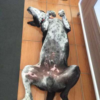 Veja alguns dos cães e gatos que já estão participando do #MostreABarriguinha!