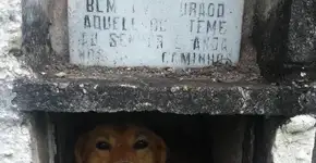 Cães comunitários permanecerão no Cemitério de Osasco
