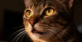 Foto: (Imagem sem texto alternativo disponivel ID [2668750])