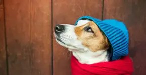 Campanha do Agasalho para cães e gatos carentes é organizada no interior de SP