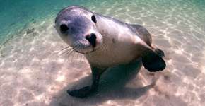 Foto: (Imagem sem texto alternativo disponivel ID [2700562])