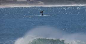 Foto: (Imagem sem texto alternativo disponivel ID [2223273])