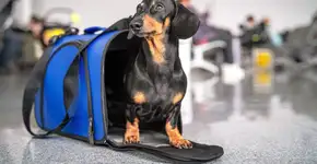 Latam retoma transporte de pets; veja novas regras