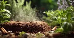 Formigas fogem quando você usa estes ingredientes da cozinha no jardim