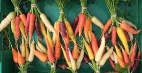 Foto: (Imagem sem texto alternativo disponivel ID [911184])