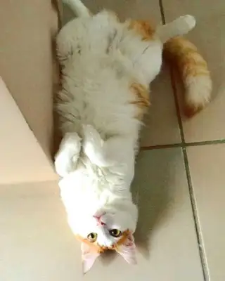 Veja alguns dos cães e gatos que já estão participando do #MostreABarriguinha!