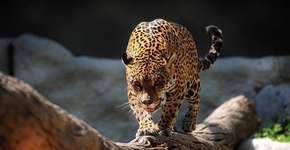 Foto: (Imagem sem texto alternativo disponivel ID [1611665])