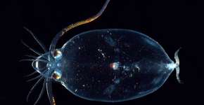 20 espécies de animais transparentes para você olhar com atenção