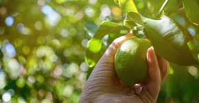 Foto: (Getty Images/iStockphoto)