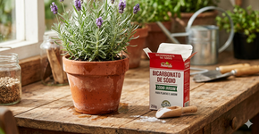 Colocar bicarbonato de sódio no jardim e nos vasos de flores: para que serve e por que é recomendado