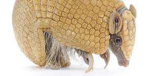 Tatu-Bola em família