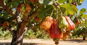 Foto: (Imagem sem texto alternativo disponivel ID [2719719])