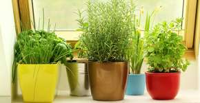 Saiba como esta erva aromática vai deixar a sua casa mais cheirosa