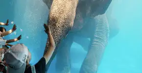 TripAdvisor para de vender ingressos a zoo da Tailândia