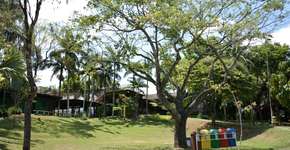 Emea Parque Tangará abre inscrições para oficinas sobre a flora andreense