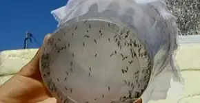 Procon-SP vai fiscalizar preços de repelentes contra insetos