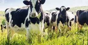 Vírus da gripe bovina detectado pela primeira vez no Brasil