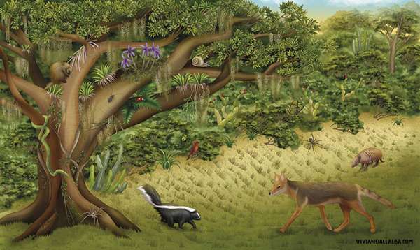 Ilustração para o Atlas UCS - Universidade de Caxias do Sul (Vivian Dall’Alba)