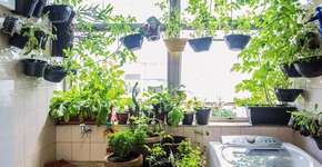 Oficina ensina a cultivar horta orgânica em pequenos espaços