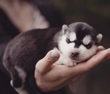 Fotógrafa registra cães da raça husky siberiano