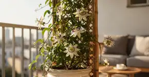 Foto: (Imagem sem texto alternativo disponivel ID [2712109])