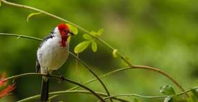 Foto: (Getty Images/iStockphoto)