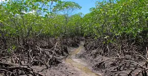 Projeto imobiliário ameaça Ilha de Boipeba