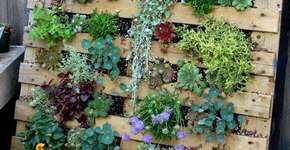 7 ideias para montar um jardim vertical com pouco dinheiro