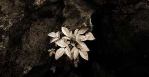 Foto: (Imagem sem texto alternativo disponivel ID [79632])